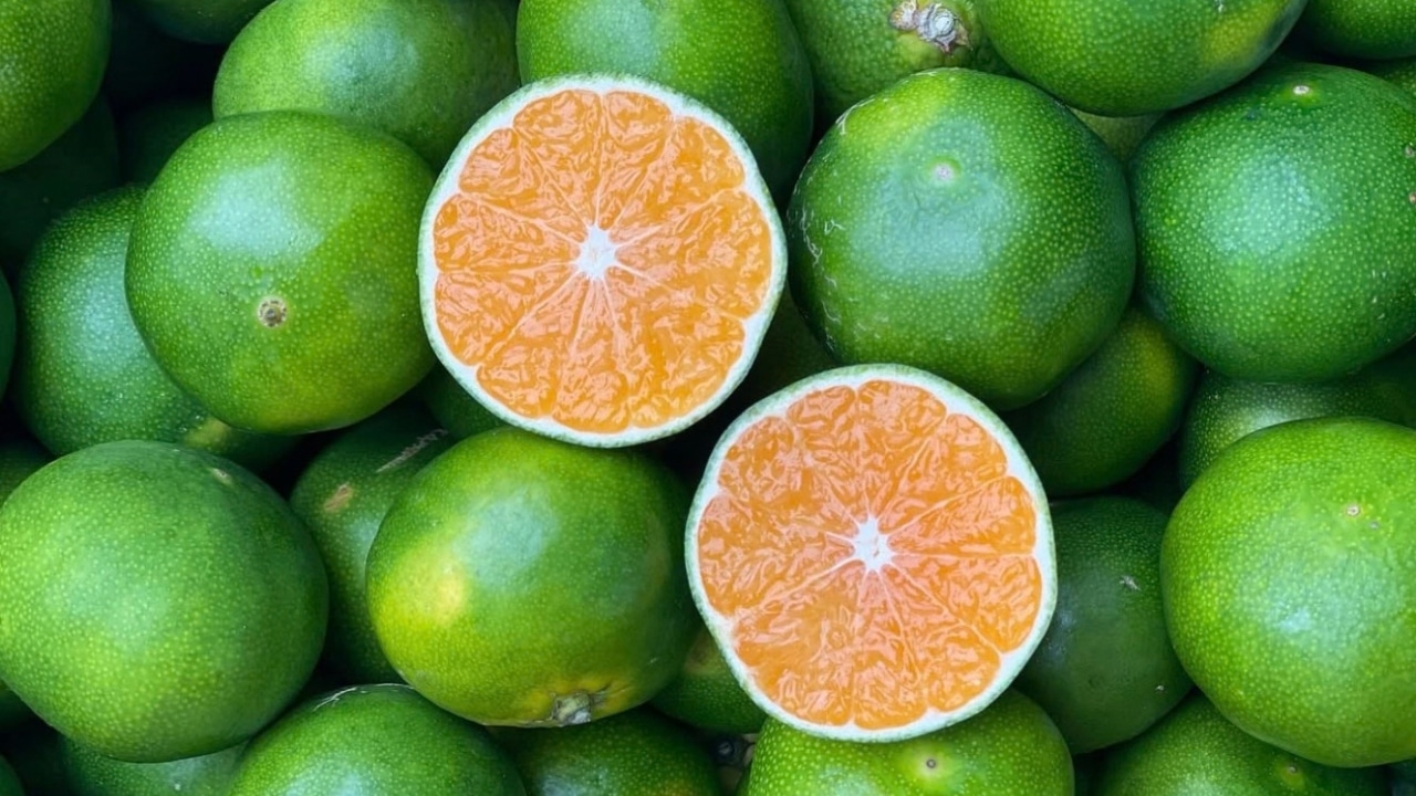 Ekologisk satsumas Ekologisk satsumas